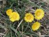 Coltsfoot Tussilago farfara